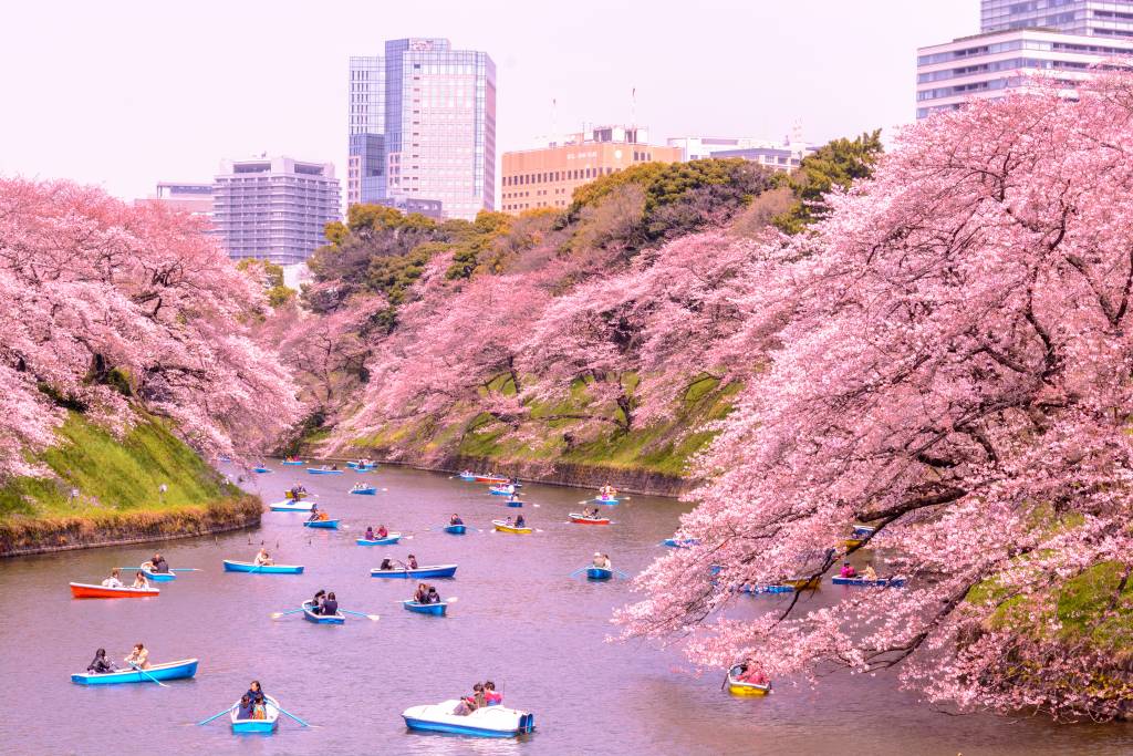 Top Tokyo Sakura Spots A Cherry Blossom Mega Guide Tokyo Cheapo