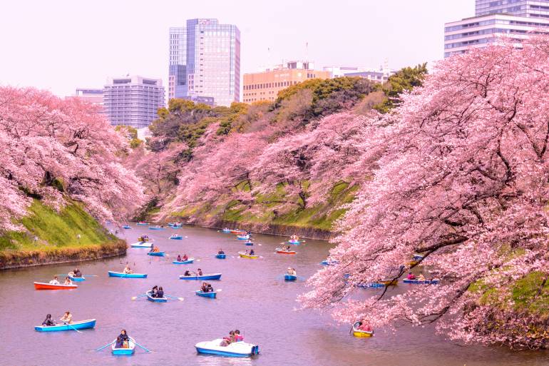 Top Tokyo Sakura Spots A Cherry Blossom Mega Guide Tokyo Cheapo