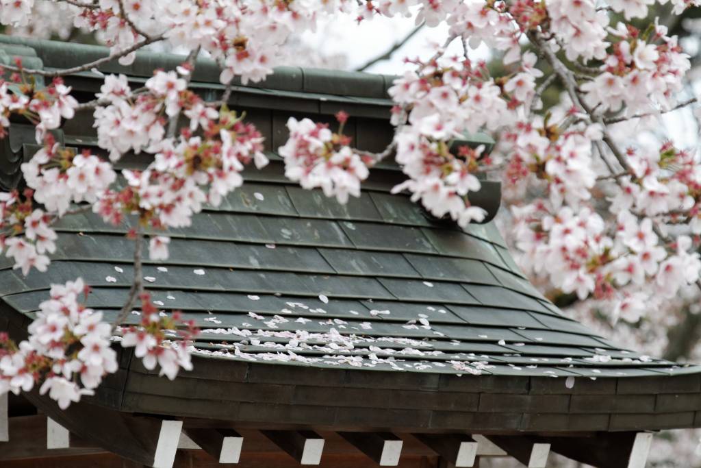 plum blossoms