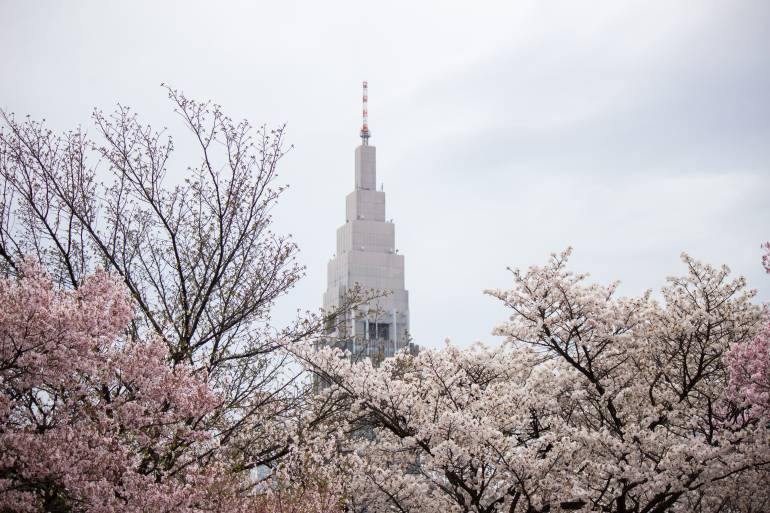 sakura cherry blossoms gyoen shinjuku