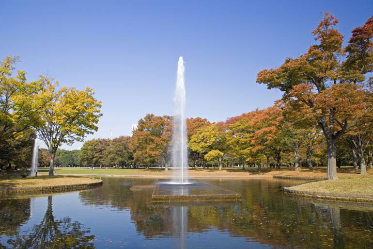 秋天的代代木公園