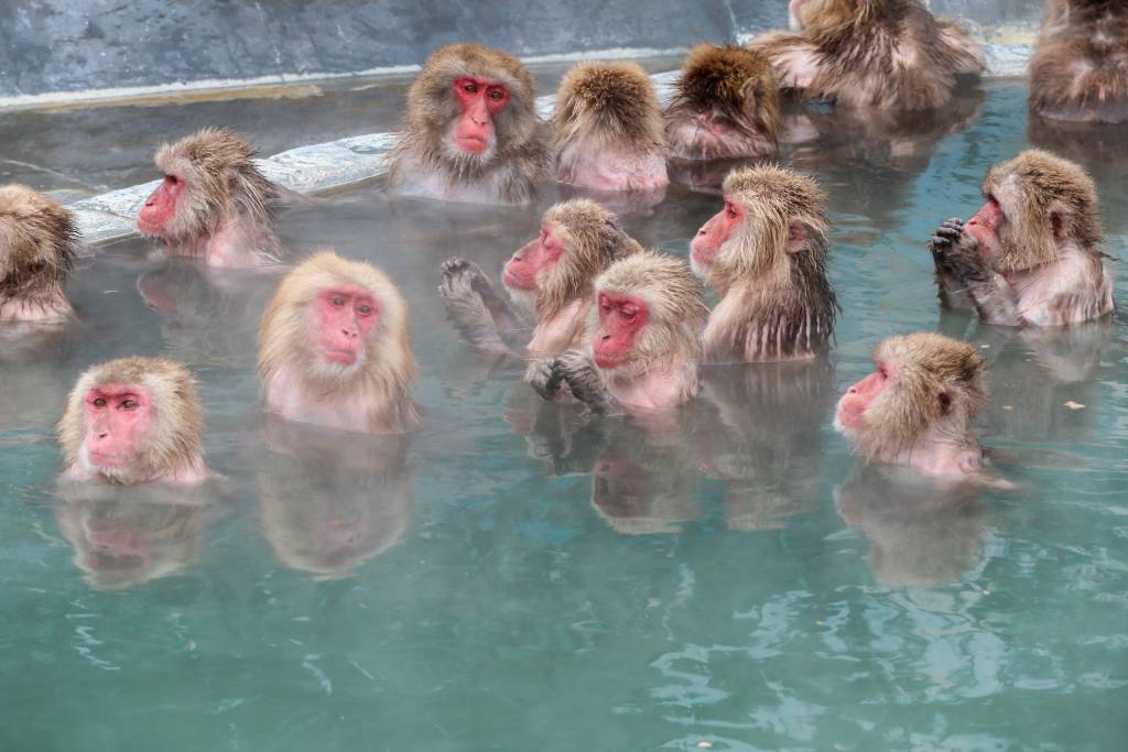 Japanese snow monkeys in a hot spring in Jigokudani