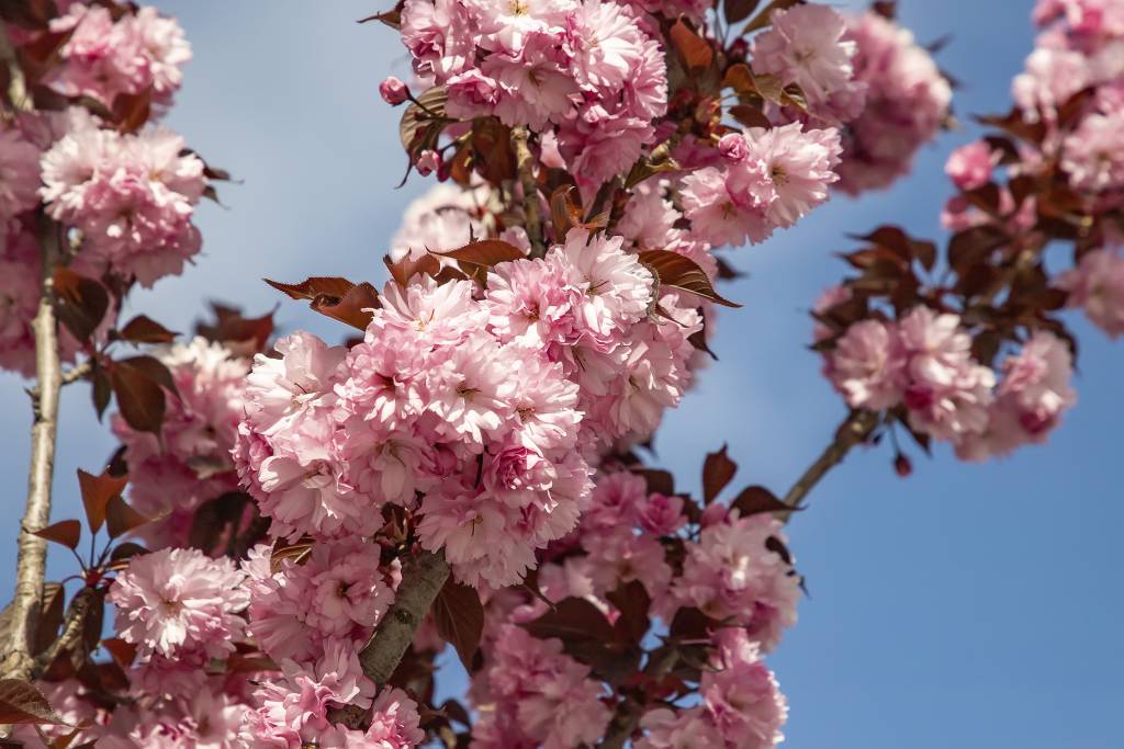 Yaezakura Cherry blossoming tree