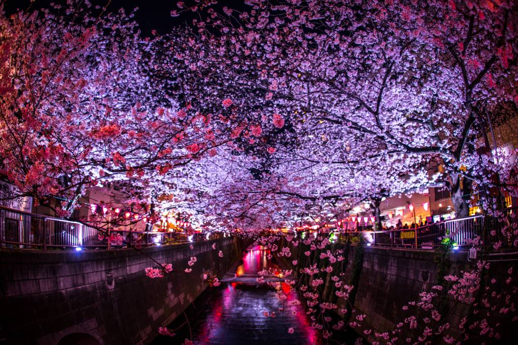 Cherry blossoms over the Meguro River take on eerie shades of magenta and lavender under lantern lights