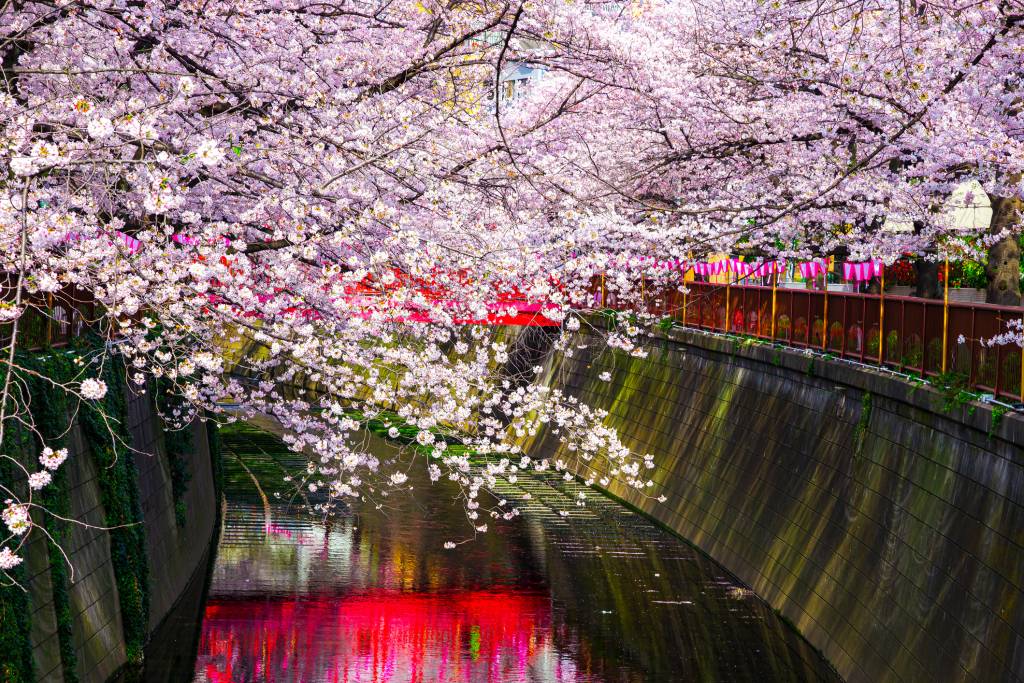 A spray of cherry blossoms across the Meguro River