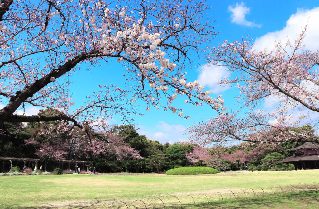 tokyo cherry blossom sakura