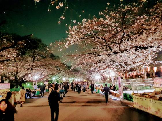 The Best Places to See Cherry Blossoms in Tokyo