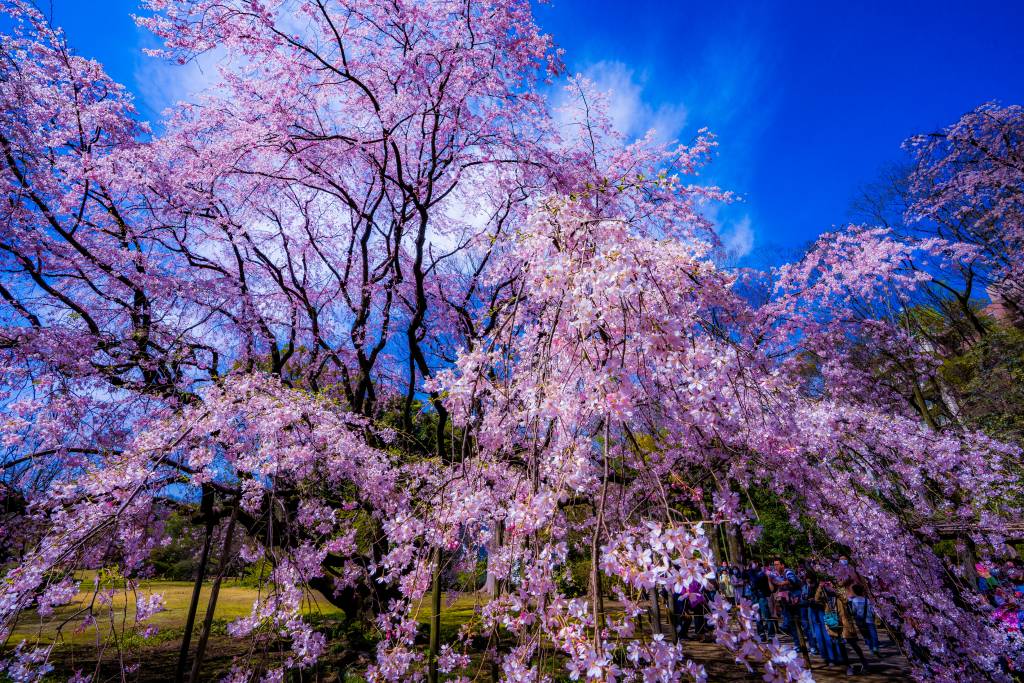 weeping cherry blossoms in the Rikugien