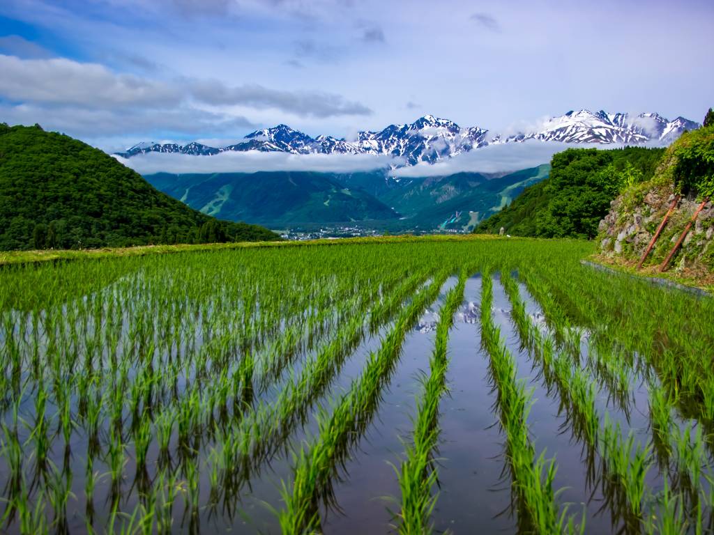 Rural landscape in Japan, Japanese Alps reflected in paddy fields