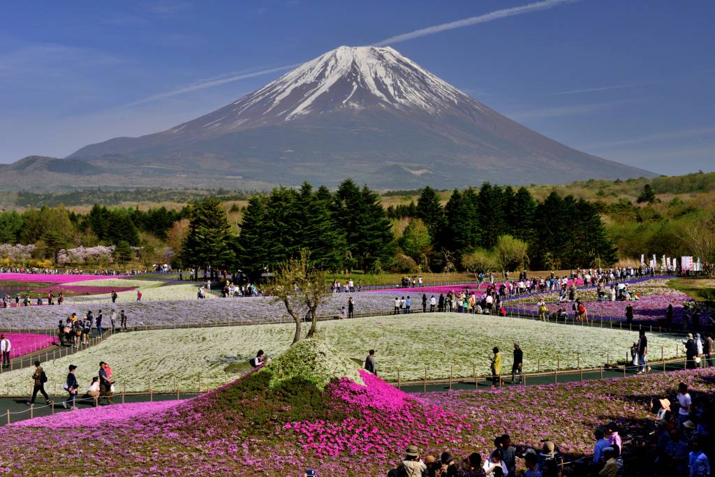 Mt Fuji and Moss Phlox