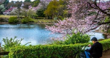 Elderly Artist Painting a Landscape of Cherry Blossom