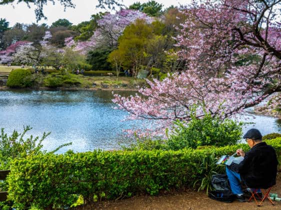 Elderly Artist Painting a Landscape of Cherry Blossom