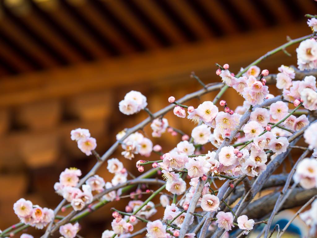 Japan plum blossoms