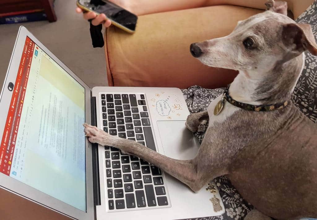 Dog using a computer