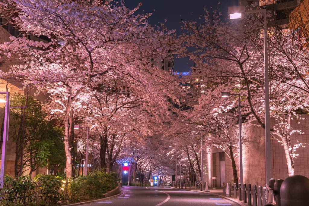 Cherry blossoms illuminated pink at night