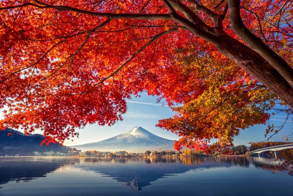 Mt fuji Autumn leaves