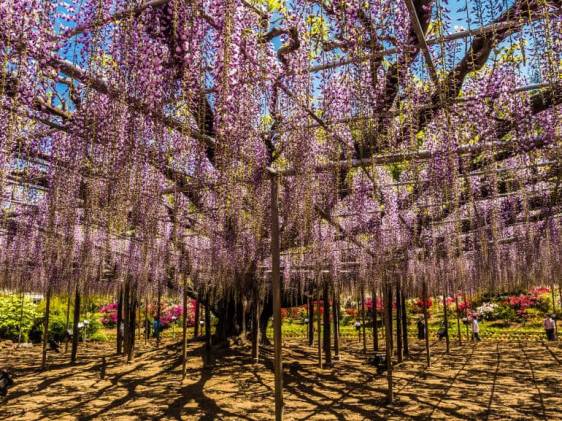 wisteria in bloom at Ashikaga Flower Park