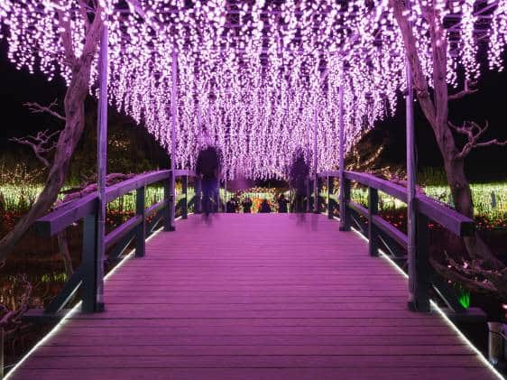 Wisteria tunnel illuminations at Ashikaga Flower Park