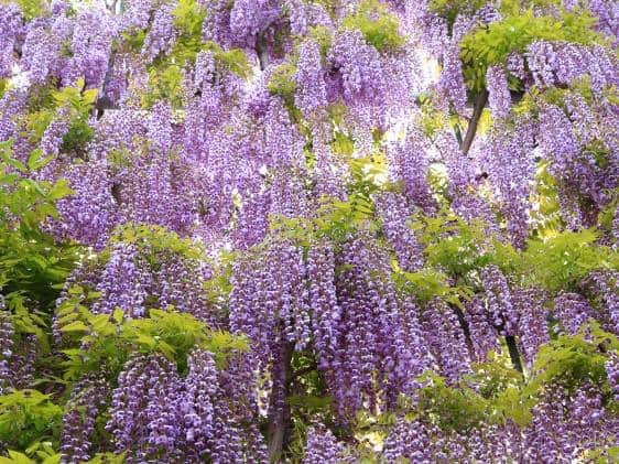 Wisteria in bloom at Ashikaga Flower Park