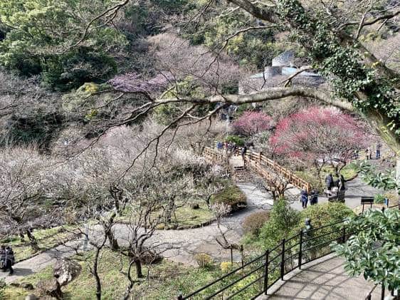 Atami plum blossom