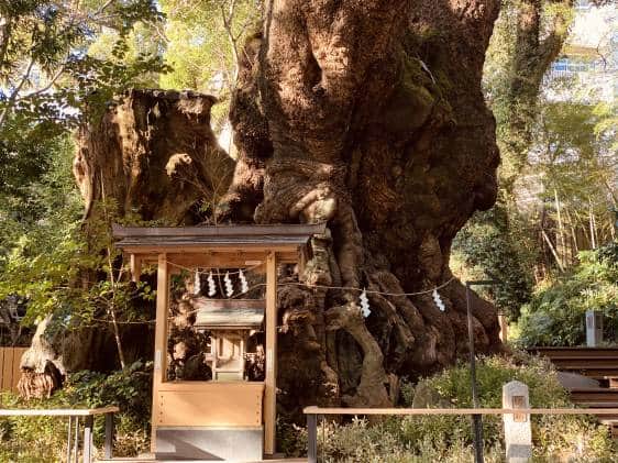 kinomiya-shrine and camphor tree