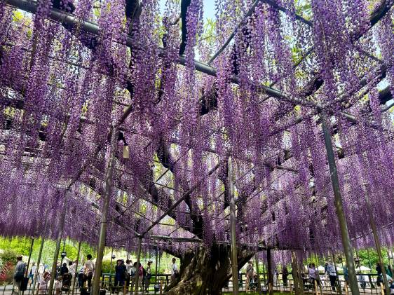 Close up of Wisteria (Ashikaga Flower Park)